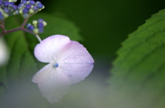 紫陽花