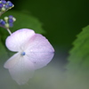 紫陽花