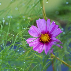 雨上がりに