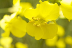 菜の花