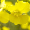 菜の花