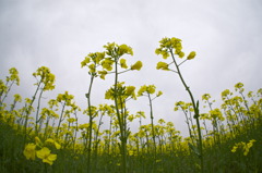 菜の花