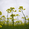菜の花
