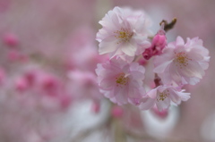 枝垂れ桜