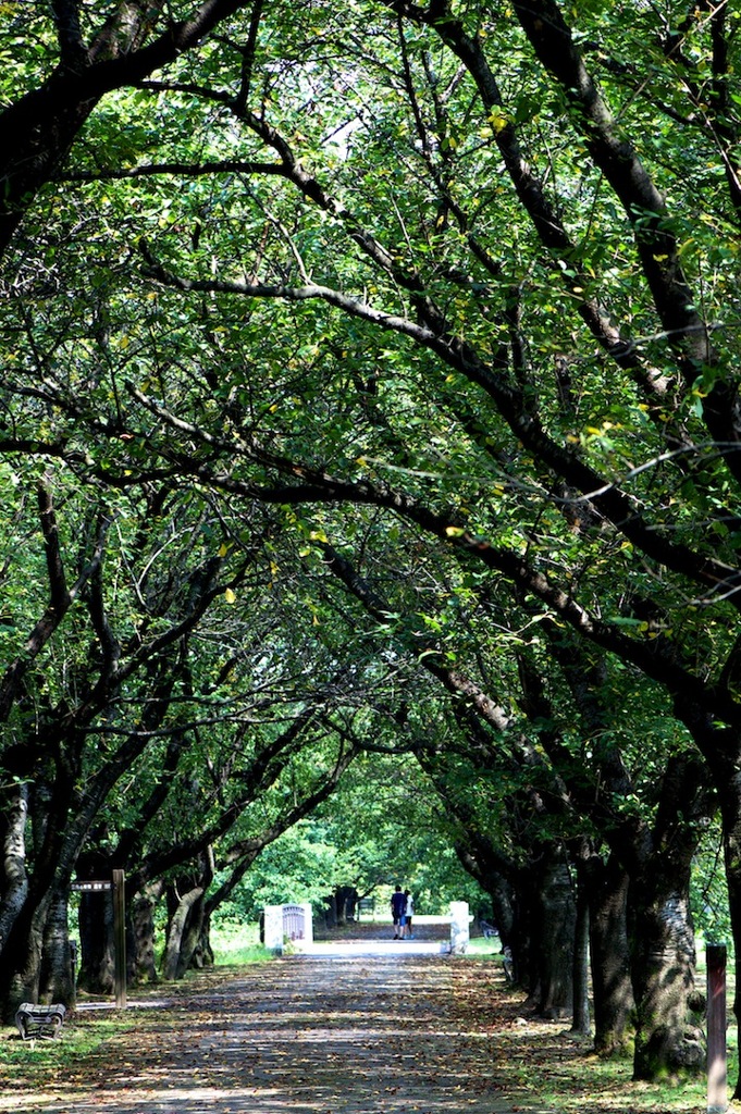 晩夏の桜並木