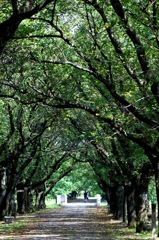 晩夏の桜並木