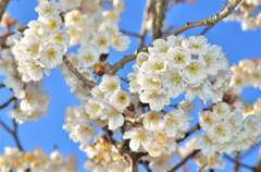 サクランボの花
