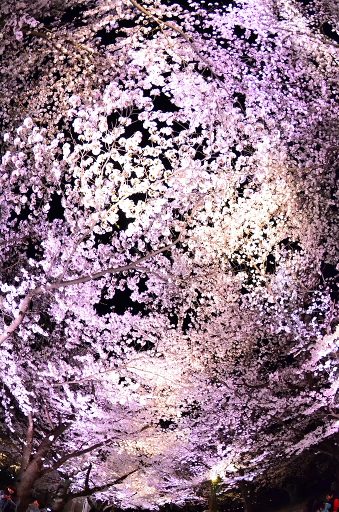 桜天井！