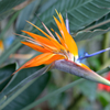極楽鳥花