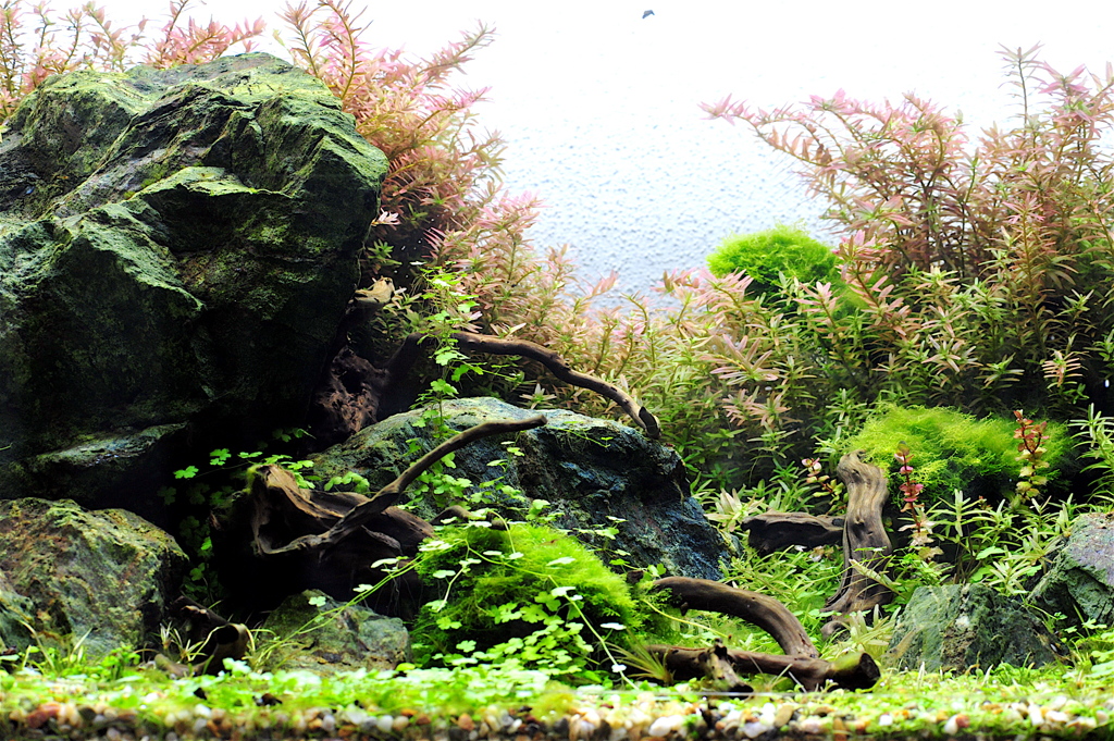 水景