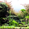 水景