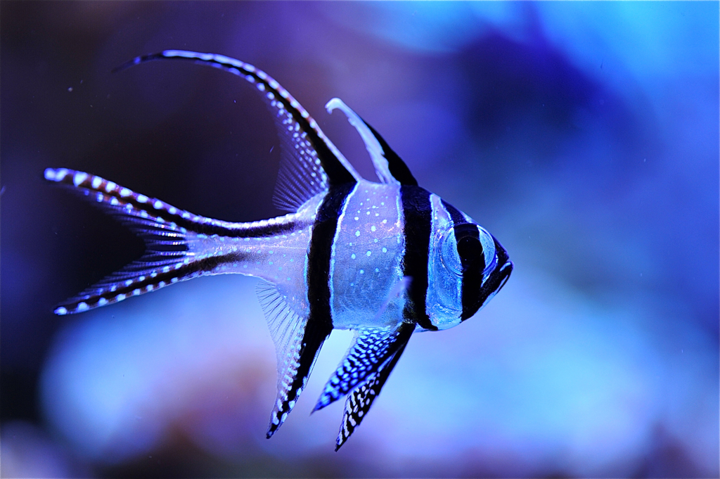 Banggai Cardinal Fish