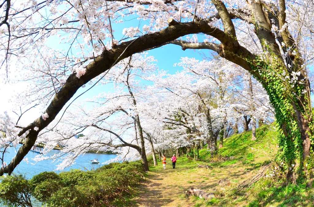 お花見日和！