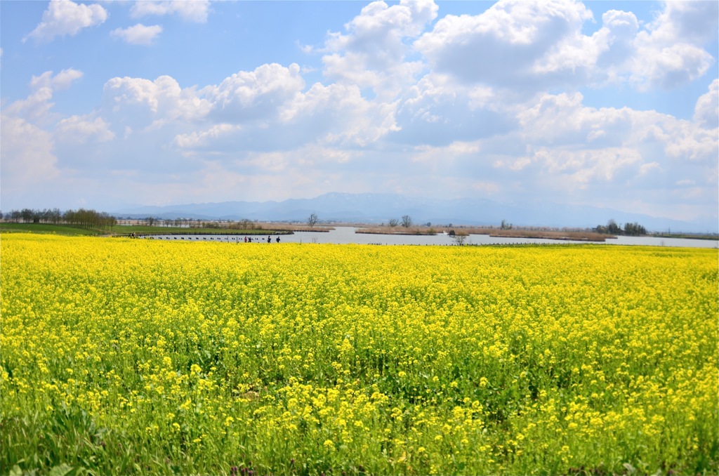 春の福島潟1