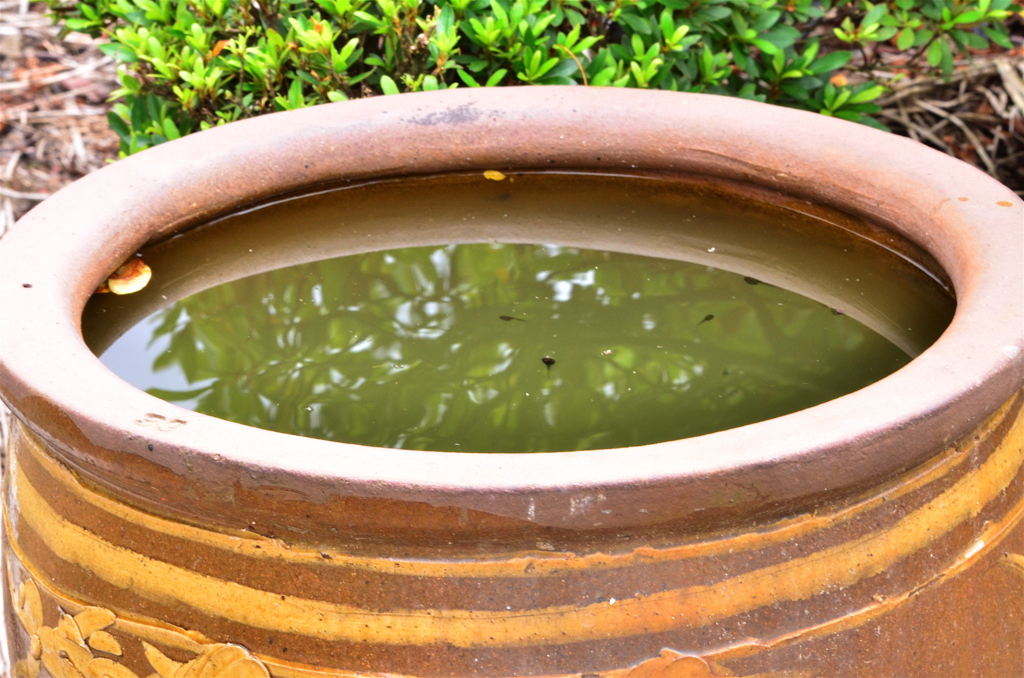 カエルの学校はカメの中...。