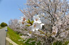 お花見日和