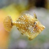 カワハギの幼魚