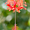 花風鈴