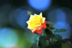 薔薇.1