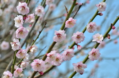 桜色の梅花