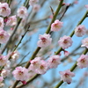 桜色の梅花