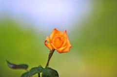 薔薇.2