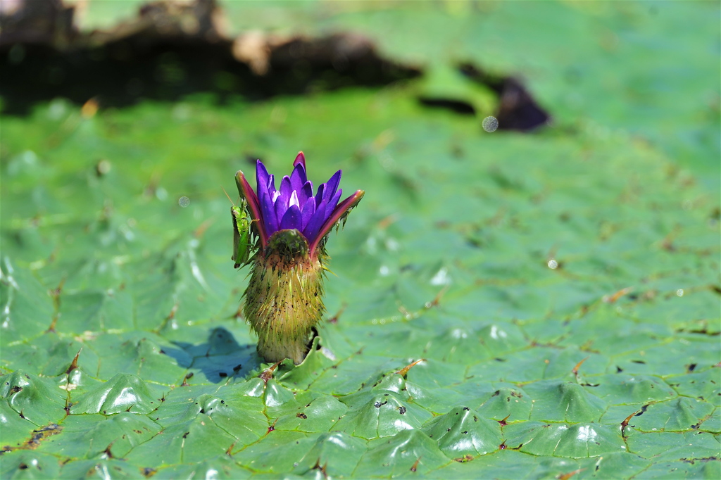 オニバスの花