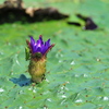 オニバスの花