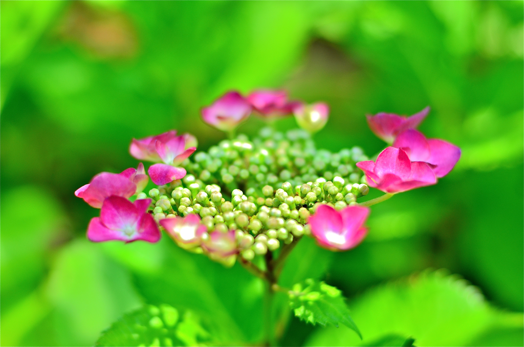 紫陽花.1