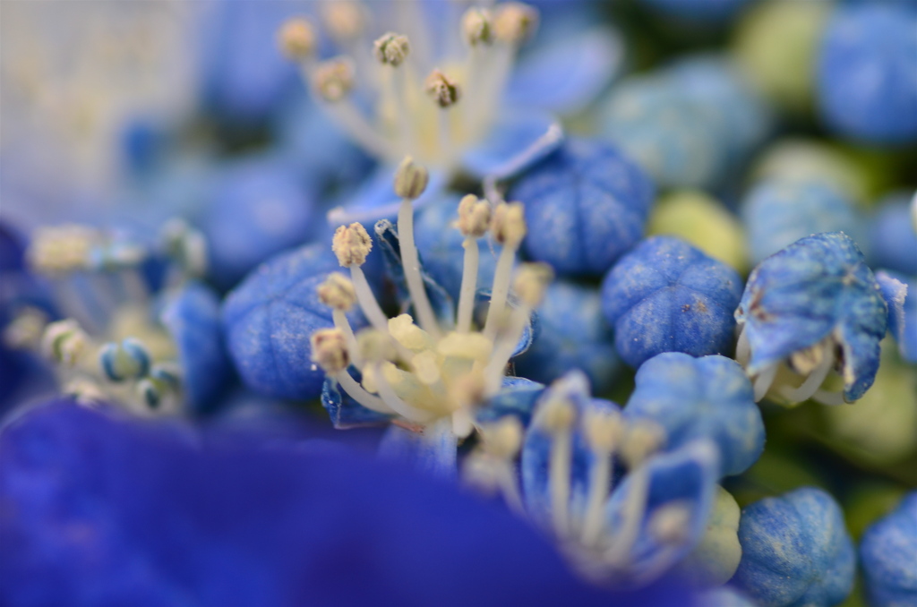 紫陽花