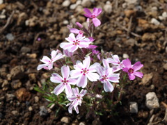 芝桜