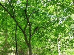 DSCN0190