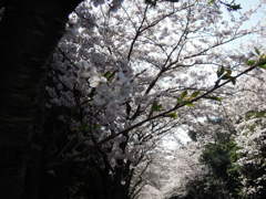 桜並木３