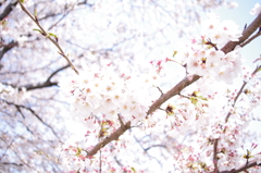 春らしく