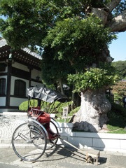 長谷寺