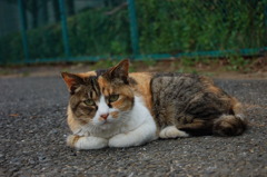 三毛猫にゃんこ♪