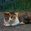 三毛猫