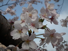 桜