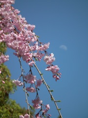 sakura×moon 