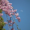 sakura×moon 