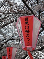 初☆目黒川