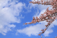 桜咲いて