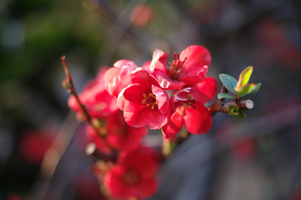 flower_04