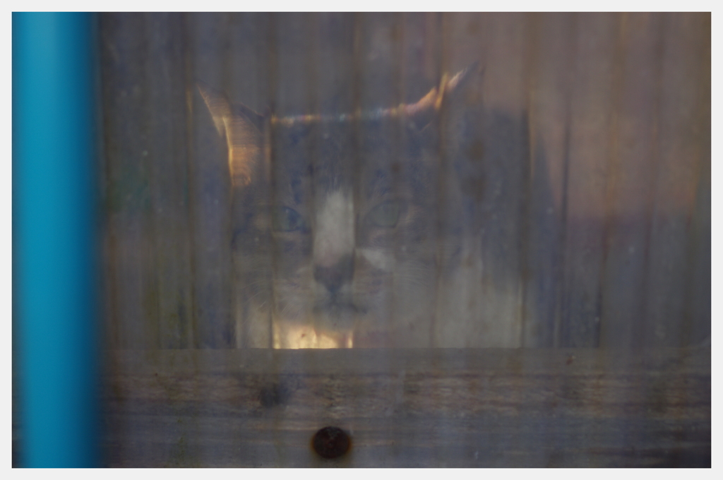 cats_02