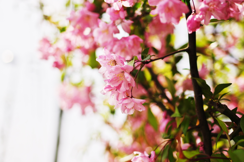 flower_05