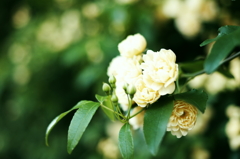 flower_02