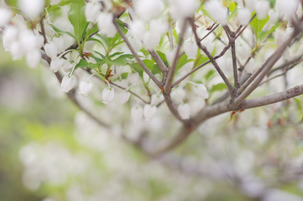 flower_01