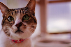 cats_01