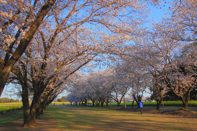 桜のトンネル