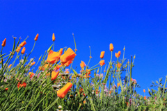 Blue ＆ orange